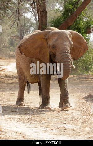 Éléphant du désert dans le lit sec de la rivière Huab, Damaraland, Namibie, ces éléphants se sont adaptés à l'extrême sécheresse de cette région. Le dese Banque D'Images