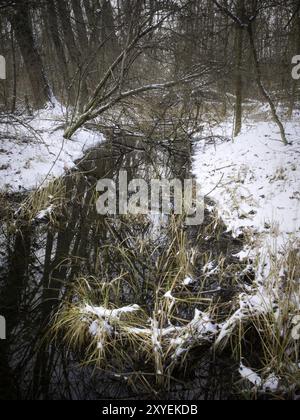 Petit ruisseau entre forêt en hiver Banque D'Images