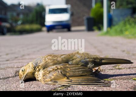 Oiseau mort allongé sur la route Banque D'Images