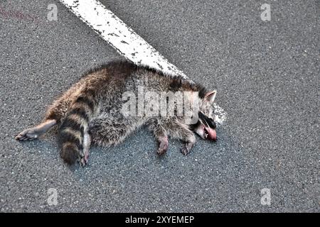 Raton laveur mort sur une route de campagne dans le parc national du Harz Banque D'Images