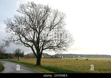 Arbre sur une route dans la campagne Banque D'Images