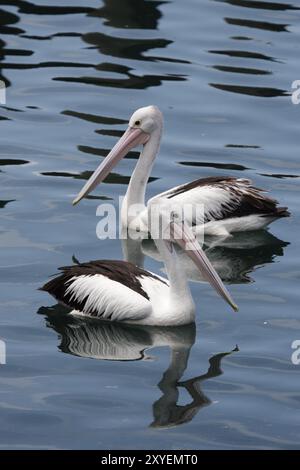 Deux pélicans (Pelecanus conspicillatus) nageant dans la mer à Nelson Bay, Australie, deux pélicans australiens (Pelecanus conspicillatus) SW Banque D'Images