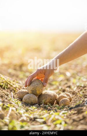 Le fermier tient des pommes de terre fraîches dans ses mains. Récolte, nourriture végétarienne biologique Banque D'Images