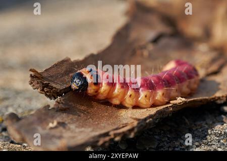 Caterpillar d'une chèvre (Cossus Cossus) sur l'écorce d'un arbre Banque D'Images