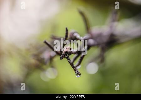 Macro d'une clôture de fil de fer barbelé avec une gouttelette d'eau Banque D'Images