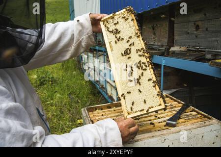 L'apiculteur garde un cadre avec du miel scellé avec de la cire sur lequel les abeilles s'assoient Banque D'Images