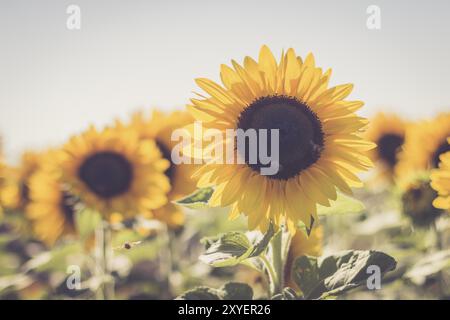 La floraison des fleurs de Tournesol jaune et bleu ciel, l'heure d'été Banque D'Images