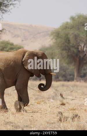 Éléphant du désert dans le lit sec de la rivière Huab, Damaraland, Namibie, ces éléphants se sont adaptés à l'extrême sécheresse de cette région. Le dese Banque D'Images