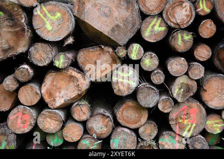 Troncs d'arbres marqués sciés sur un sentier de randonnée dans le parc national du Harz Banque D'Images