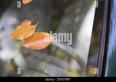 Close up de feuilles tombées sur la fenêtre d'une voiture Banque D'Images