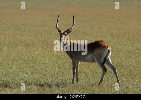 Antilope rouge Lechwe (Kobus leche leche) dans le delta de l'Okavango, Botswana. Red Lechwe dans le delta de l'Okavango, Botswana, Afrique Banque D'Images