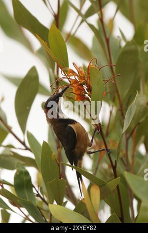 Bec d'épine de l'est (Acanthorhynchus tenuirostris) assis dans un buisson dans le parc national de Lamington, Queensland, Australie. Bec d'épine de l'est (Acanthorh Banque D'Images