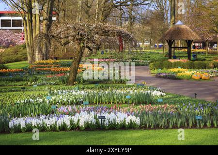 Des tulipes et des fleurs de jacinthe colorées fleurissent dans le jardin de printemps de Keukenhof, aux pays-Bas Banque D'Images