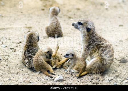 Famille suricate Banque D'Images