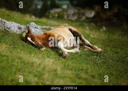 Poulains sur le pâturage alpin en été dans les Alpes autrichiennes Banque D'Images