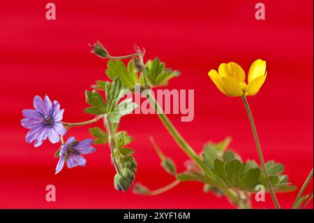 Cranesbill et Buttercup sur fond rouge Banque D'Images