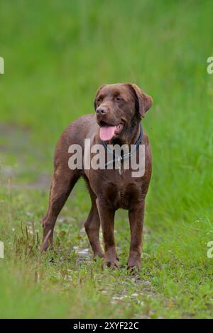 Photo de mon Brown Labrador Retriever. Elle s'appelle Trille, et elle a 5 ans. Banque D'Images