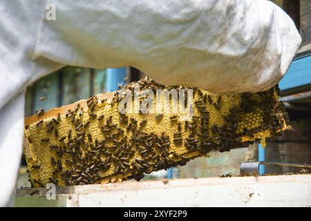 L'apiculteur garde un cadre avec du miel scellé avec de la cire sur lequel les abeilles s'assoient Banque D'Images