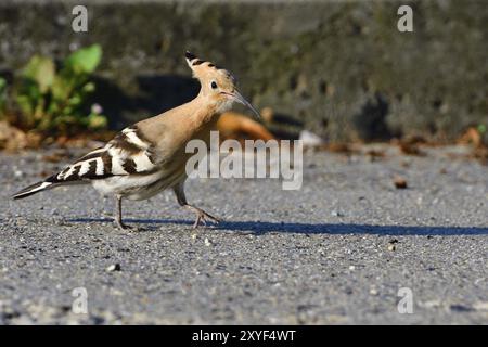 Hoopoe eurasien à la recherche de nourriture en automne Banque D'Images