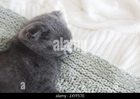 La race gris chaton dort sur une couverture. Vue d'en haut Banque D'Images