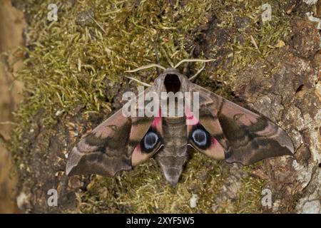 Evening Peacock-eye, Smerinthus ocellata, oeil faucon-teth Banque D'Images