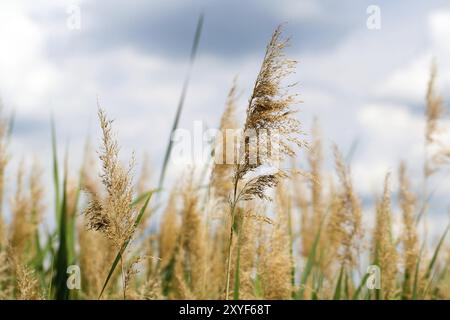 Un beau paysage de nature d'herbe verte luxuriante dans un ciel bleu et nuageux Banque D'Images