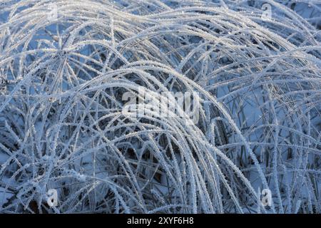 Tiges de roseau recouvertes de rime, Norrbotten, Laponie, Suède, octobre 2016, Europe Banque D'Images