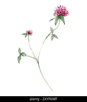 Aquarelle illustration botanique dessinée à la main avec trèfle rouge de plante sauvage de prairie (trifolium), fleurs violettes et feuilles ensemble isolé sur fond blanc Banque D'Images