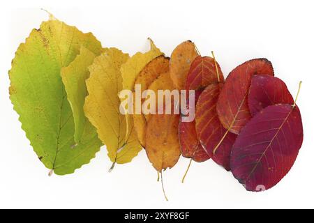 Couleurs d'automne, feuilles en vert, jaune, orange et rouge isolées sur fond blanc Banque D'Images