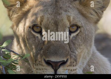 Portrait d'une lionne dans le parc national d'Etosha Banque D'Images