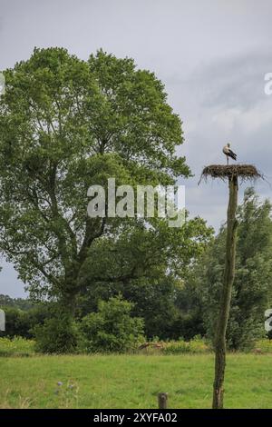 Une cigogne est assise sur un eyrie haut sur un poteau devant un grand arbre, Eibergen, Gueldre, pays-Bas Banque D'Images