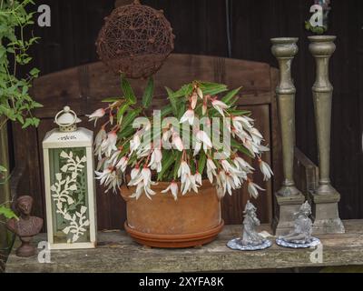 Bougeoir avec motif floral, pot avec des fleurs blanches, atmosphère rustique sur un banc en bois, borken, muensterland, allemagne Banque D'Images