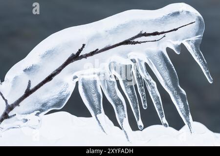 Branche couverte de glace, Norrbotten, Laponie, Suède, janvier 2016, Europe Banque D'Images