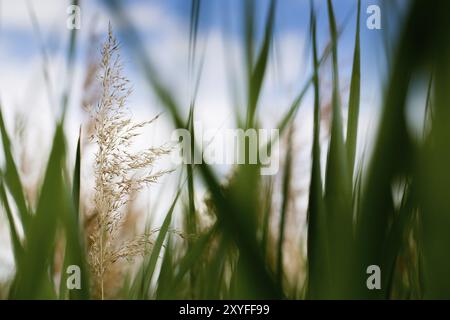 Un beau paysage de nature d'herbe verte luxuriante dans un ciel bleu et nuageux Banque D'Images