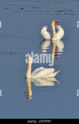 Muet Swan dans la bataille de territoire au printemps, muet Swan pendant la saison de reproduction Banque D'Images