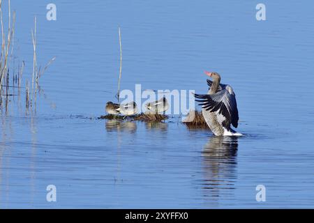 Oies de gris et sarcelle eurasienne le matin Banque D'Images