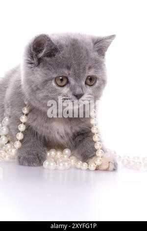 Petite chatte avec des perles sur un fond blanc Banque D'Images