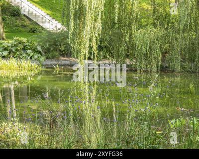 Un étang tranquille avec des branches de saule en surplomb et diverses plantes sur les rives, Bad Lippspringe, Allemagne, Europe Banque D'Images