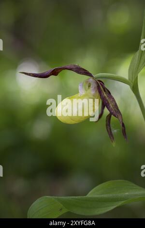 Pantoufle de dame, Cypripedium calceolus, vert, dames pantoufle orchidée Banque D'Images