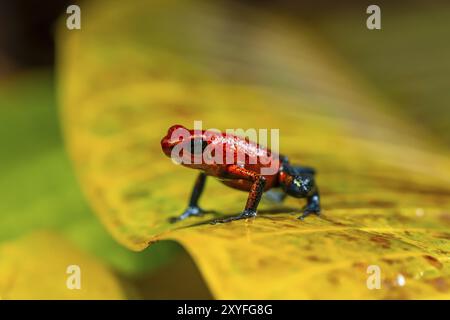 Grenouille poison-fléchette à la fraise (Oophaga pumilio) assise sur une feuille jaune, province de Heredia, Costa Rica, Amérique centrale Banque D'Images