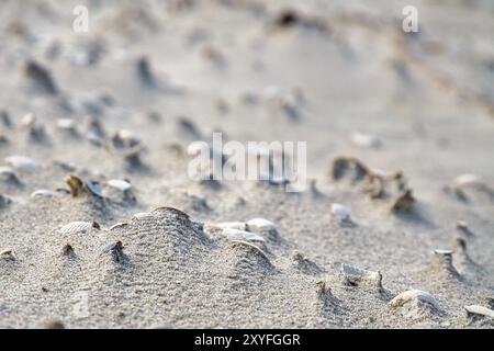 Vagues sur la plage de la mer Baltique.Les vagues laissent un modèle dans le sable.Les coquilles, poncer en gros plan Banque D'Images