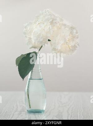 Belles fleurs d'hortensia dans un vase en verre sur un fond clair Banque D'Images