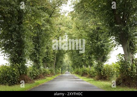 Vieille avenue du citron vert dans l'Uckermark, Allemagne de l'est Banque D'Images