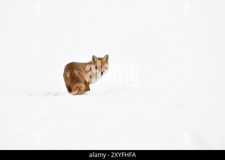 Renard roux dans la neige sur un pré. Renard roux en hiver Banque D'Images