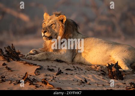 Lion mâle adapté au désert (Panthera leo) en Namibie, Afrique Banque D'Images