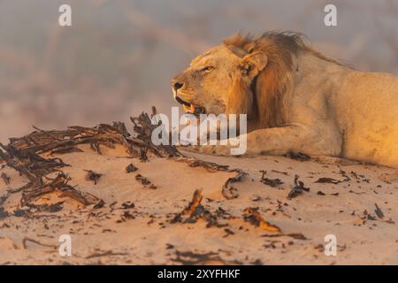 Lion mâle adapté au désert (Panthera leo) en Namibie, Afrique Banque D'Images