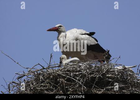 Nid de cigogne avec des poussins Banque D'Images