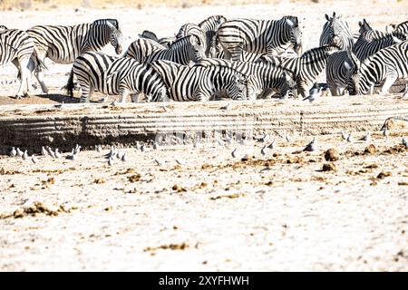 Zèbre adapté au désert (Hippotigris) à Watering Hole dans le parc national d'Etosha, Namibie Banque D'Images