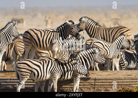 Zèbre adapté au désert (Hippotigris) à Watering Hole dans le parc national d'Etosha, Namibie Banque D'Images