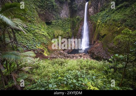 Cascade de Catarata del Toro, végétation dense dans la forêt tropicale humide, province d'Alajuela, Costa Rica, Amérique centrale Banque D'Images